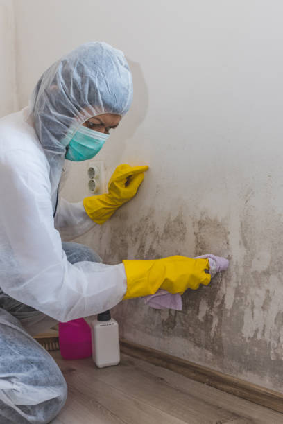 Best Mold-Related Health Consultation  in Mangonia Park, FL